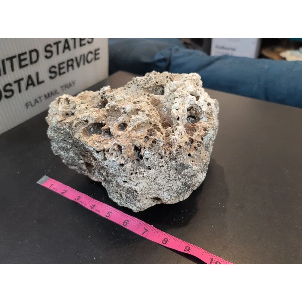 Coral Reef Cluster Specimen - 8